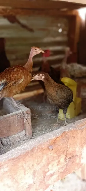 Chicken and Rabbit Farming