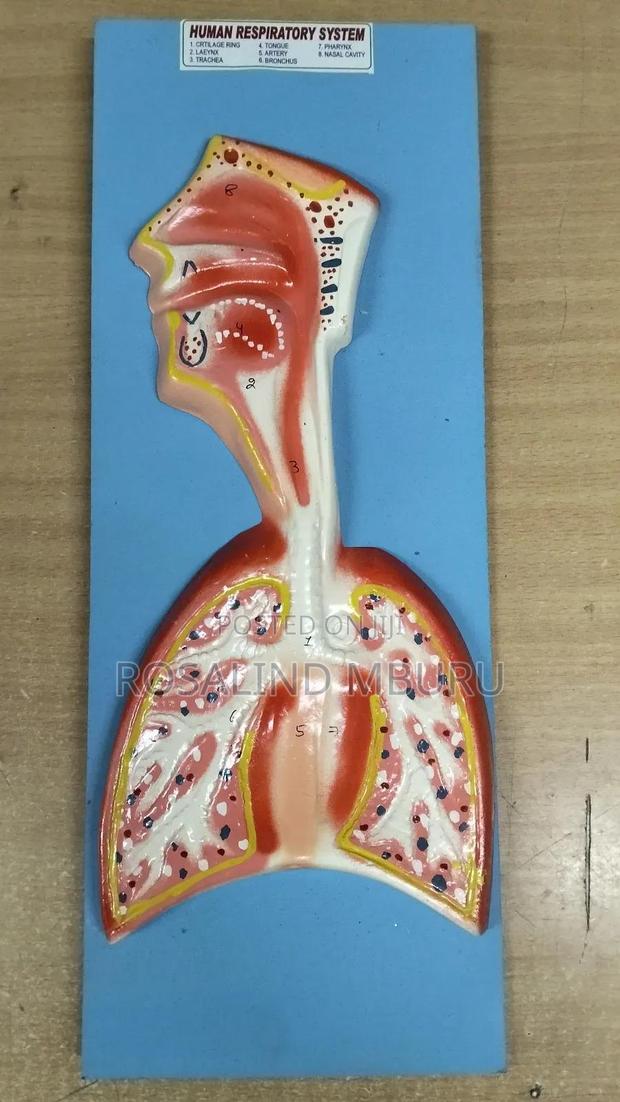 Digestive System Model on Board