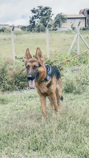 1+ year Male Mixed Breed German Shepherd