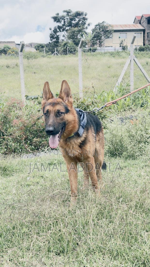 1+ year Male Mixed Breed German Shepherd - thumbnail 2
