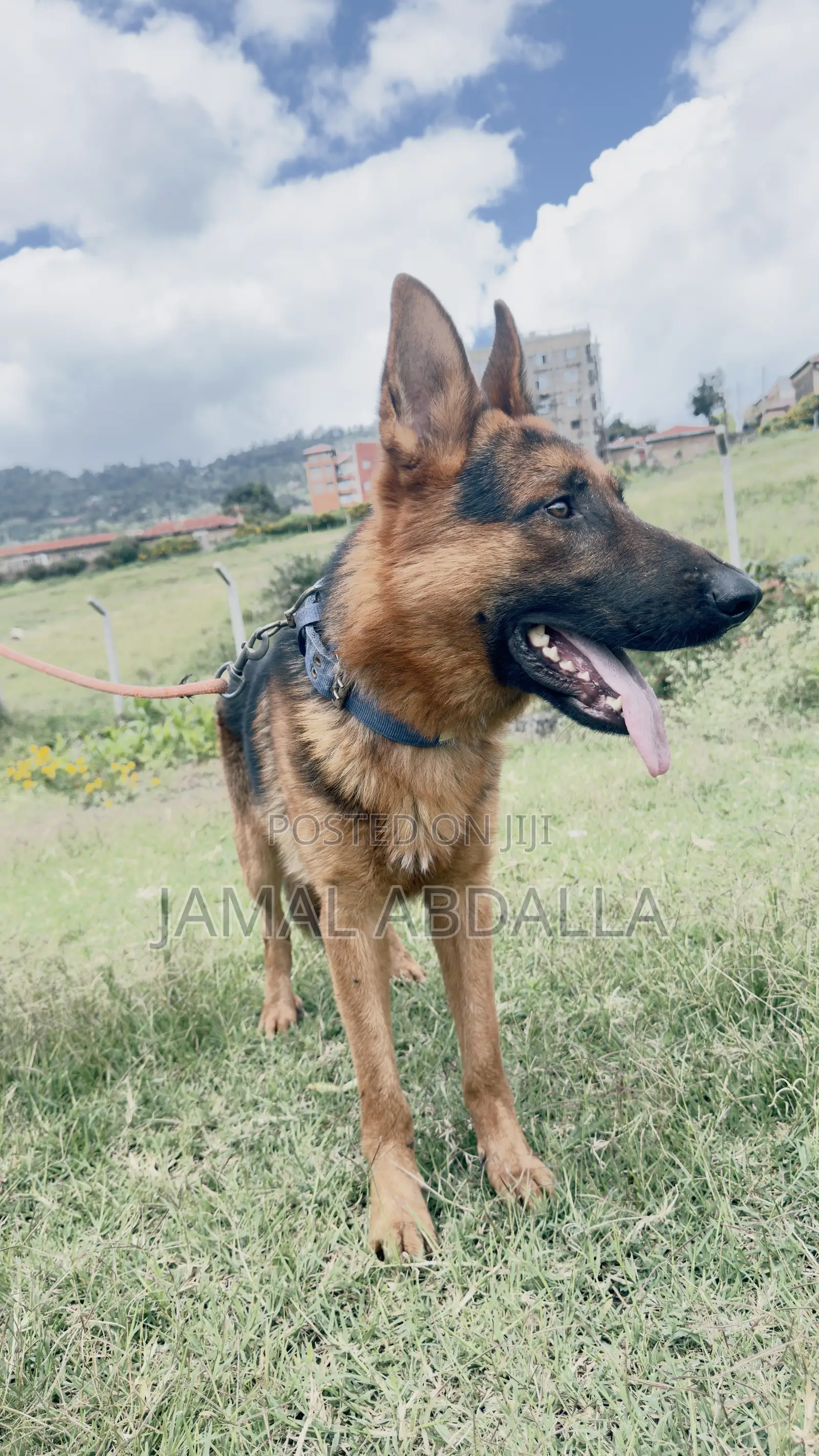 1+ year Male Mixed Breed German Shepherd