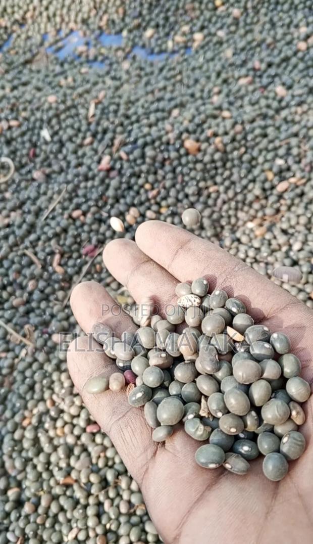 Army Beans - thumbnail 2