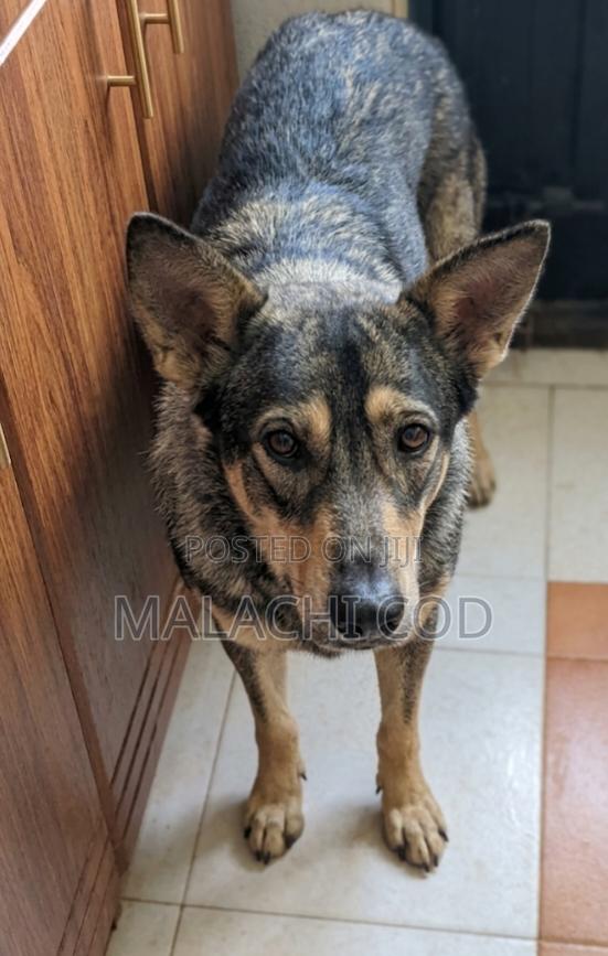 1+ year Female Mixed Breed German Shepherd
