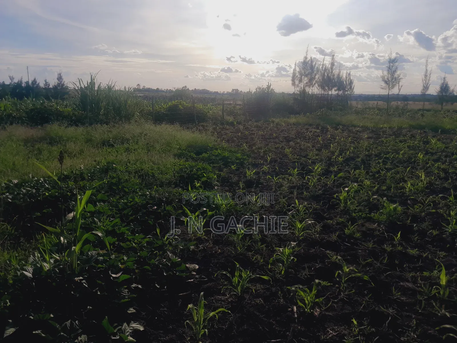 50/100 Plot on Sale Malaa