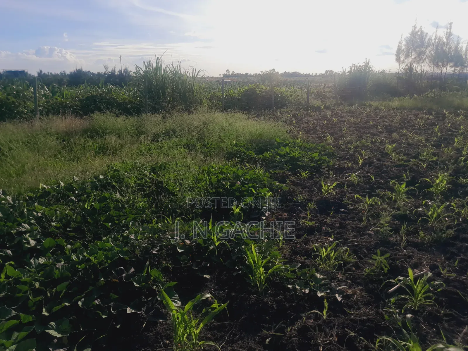 50/100 Plot on Sale Malaa