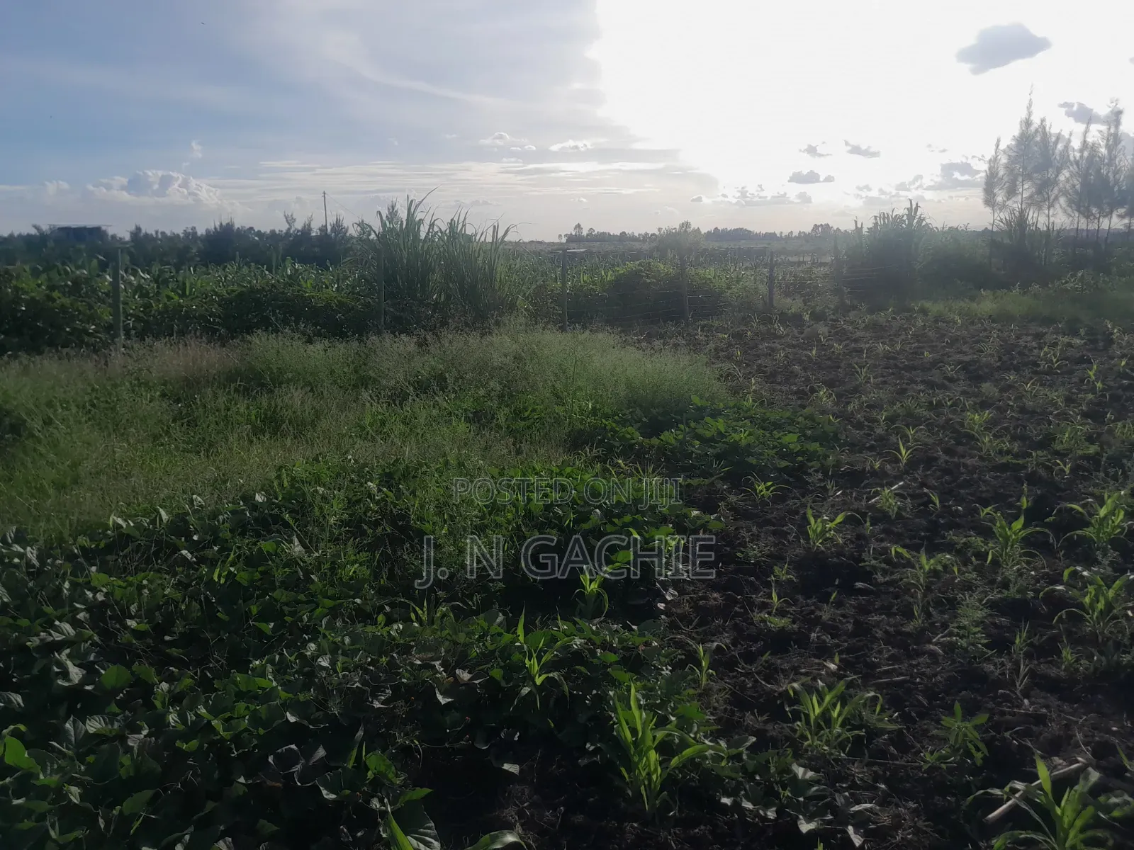 50/100 Plot on Sale Malaa