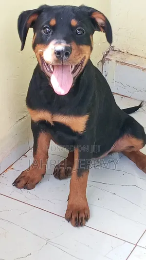3-6 months Female Purebred Rottweiler