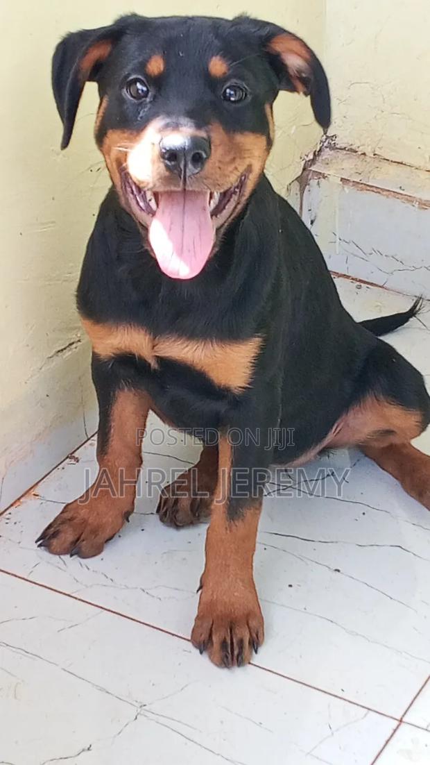 3-6 months Female Purebred Rottweiler