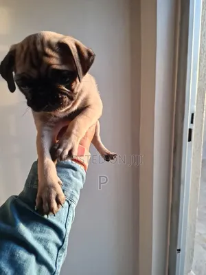 3-6 months Female Purebred Pug