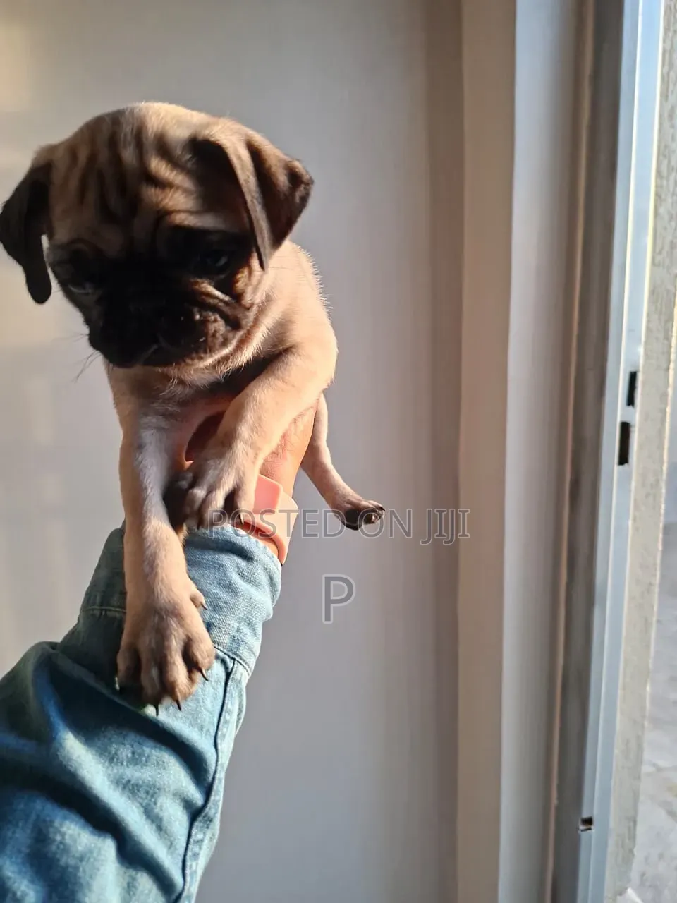 3-6 months Female Purebred Pug