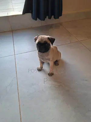 3-6 months Female Purebred Pug