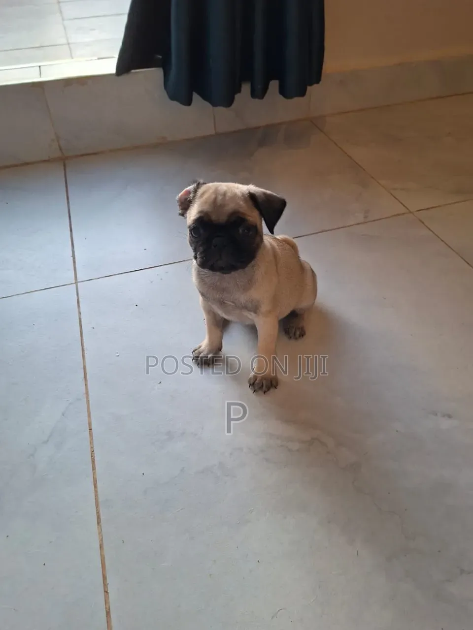 3-6 months Female Purebred Pug
