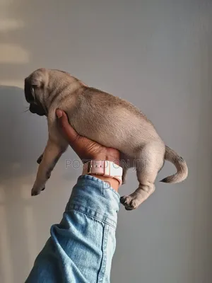 3-6 months Female Purebred Pug