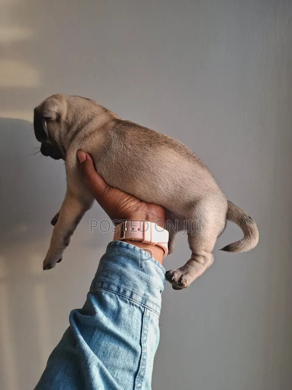 3-6 months Female Purebred Pug