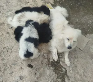 3-6 months Female Mixed Breed Japanese Spitz