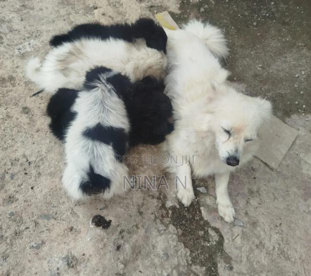 3-6 months Female Mixed Breed Japanese Spitz