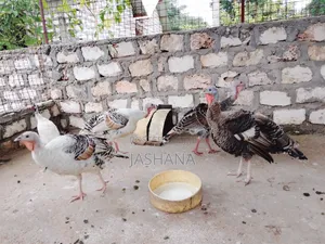 Turkey Birds
