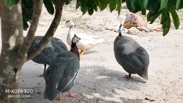 Guineafowls