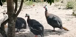 Guineafowls