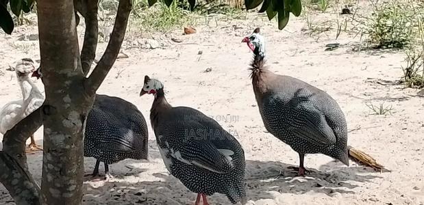 Guineafowls - thumbnail 2