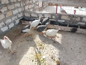 Guineafowls