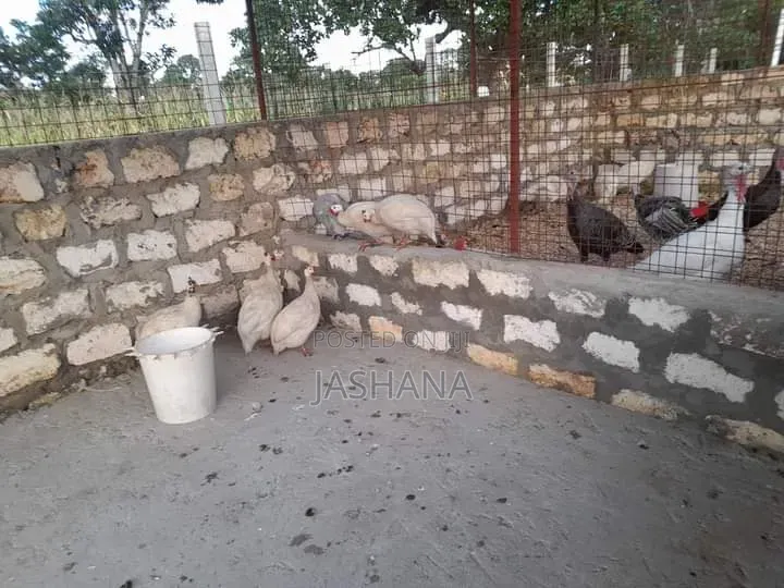 Guineafowls