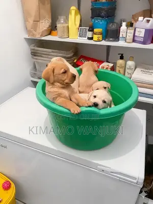 1-3 months Male Purebred Labrador Retriever