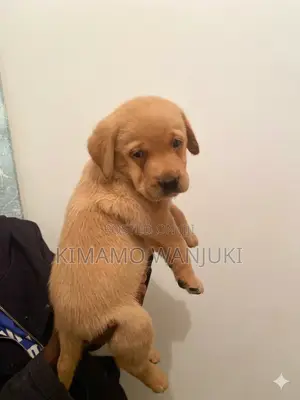 1-3 months Male Purebred Labrador Retriever