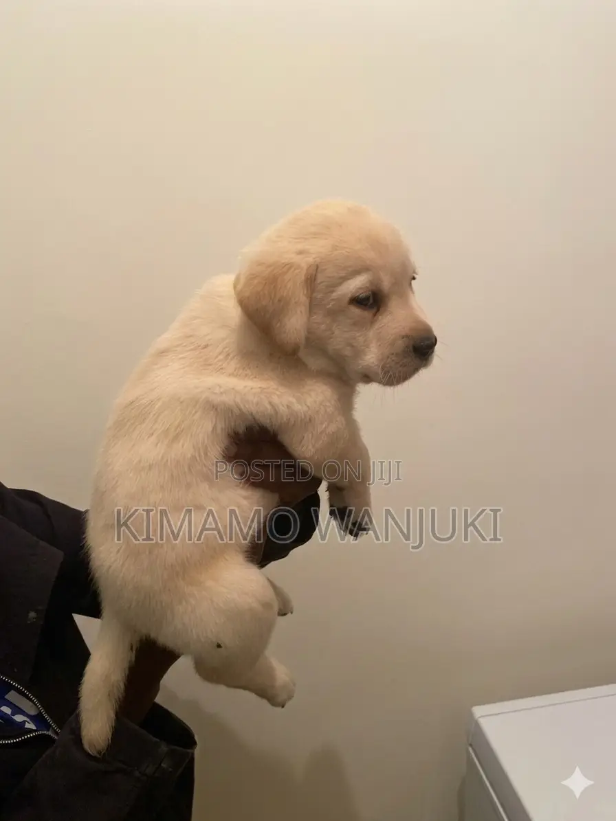 1-3 months Male Purebred Labrador Retriever