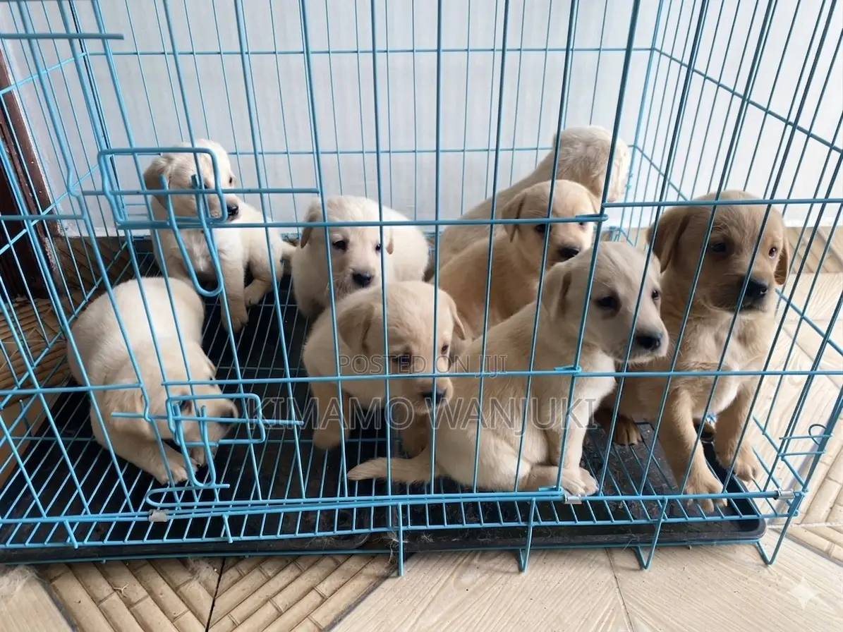 1-3 months Male Purebred Labrador Retriever