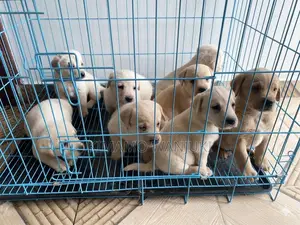 1-3 months Male Purebred Labrador Retriever