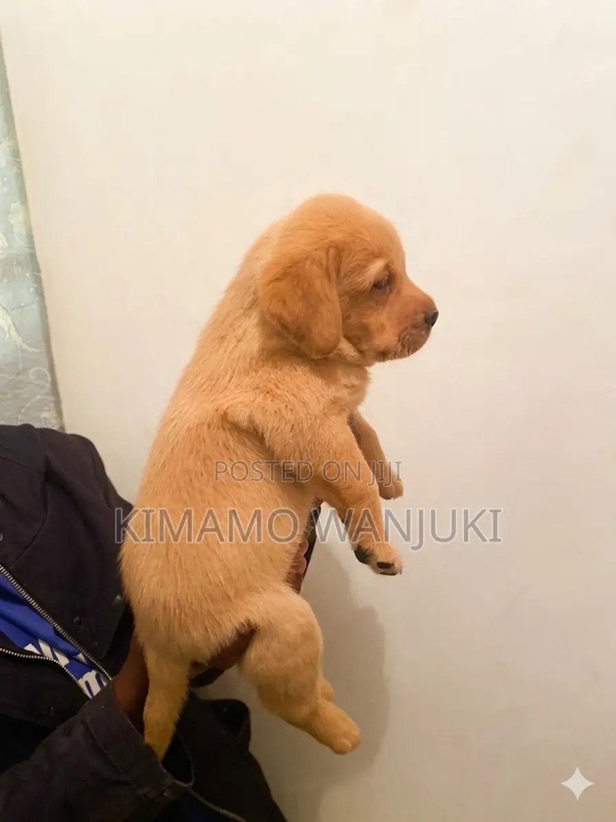 1-3 months Male Purebred Labrador Retriever