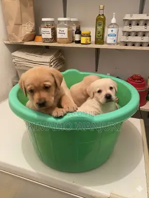 1-3 months Male Purebred Labrador Retriever