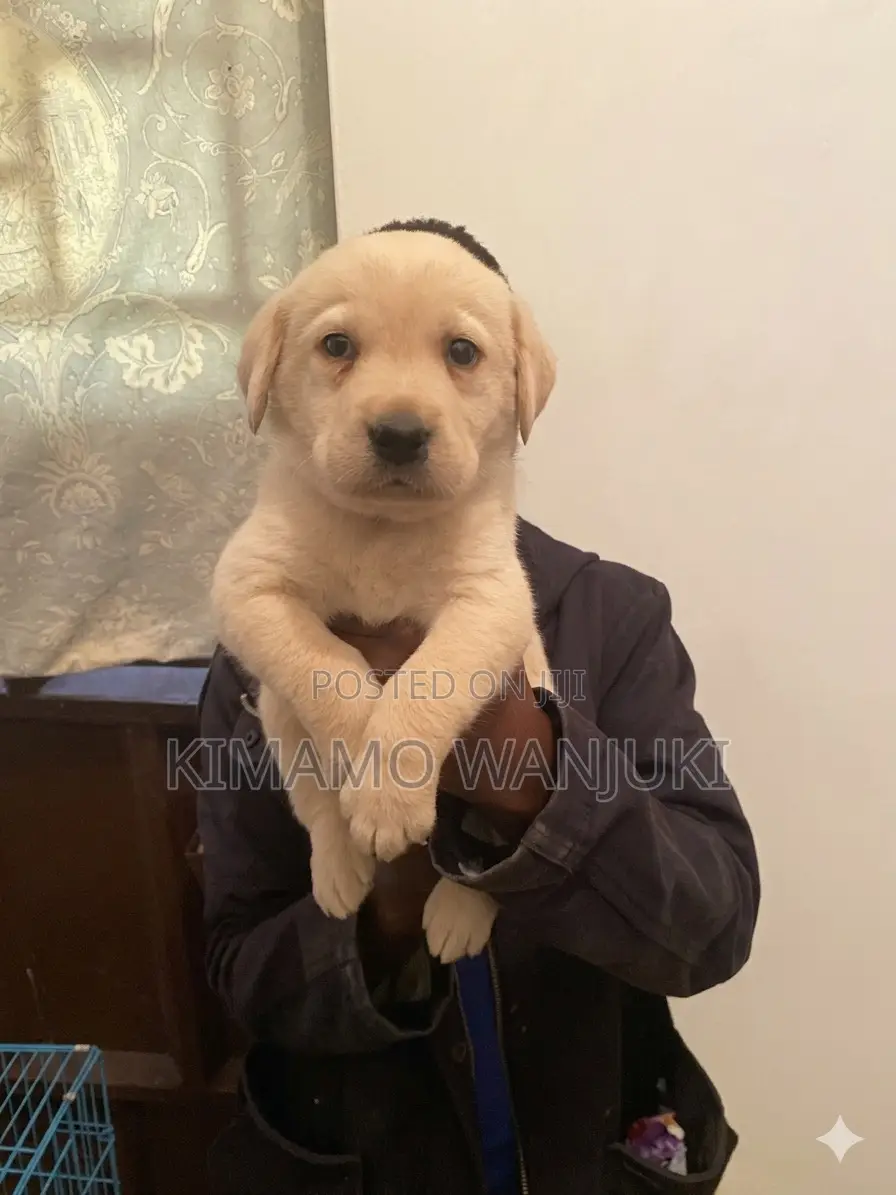 1-3 months Male Purebred Labrador Retriever