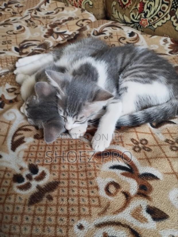 1-3 months Female Mixed Breed Cat