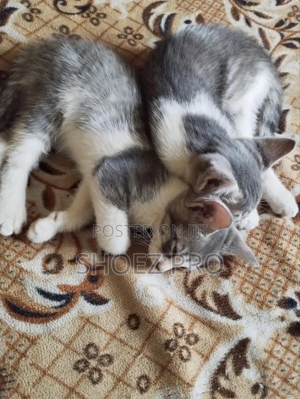 1-3 months Female Mixed Breed Cat - thumbnail 2