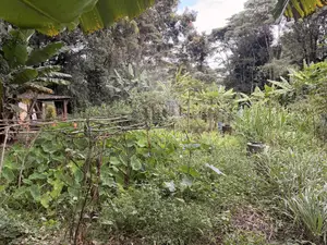 4.8 Acres St. Elizabeth
