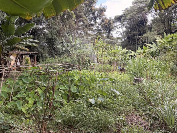 4.8 Acres St. Elizabeth - thumbnail 2