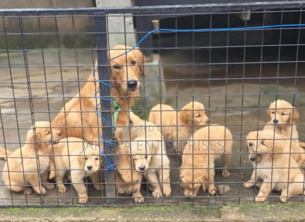 1-3 months Male Purebred Golden Retriever - main view