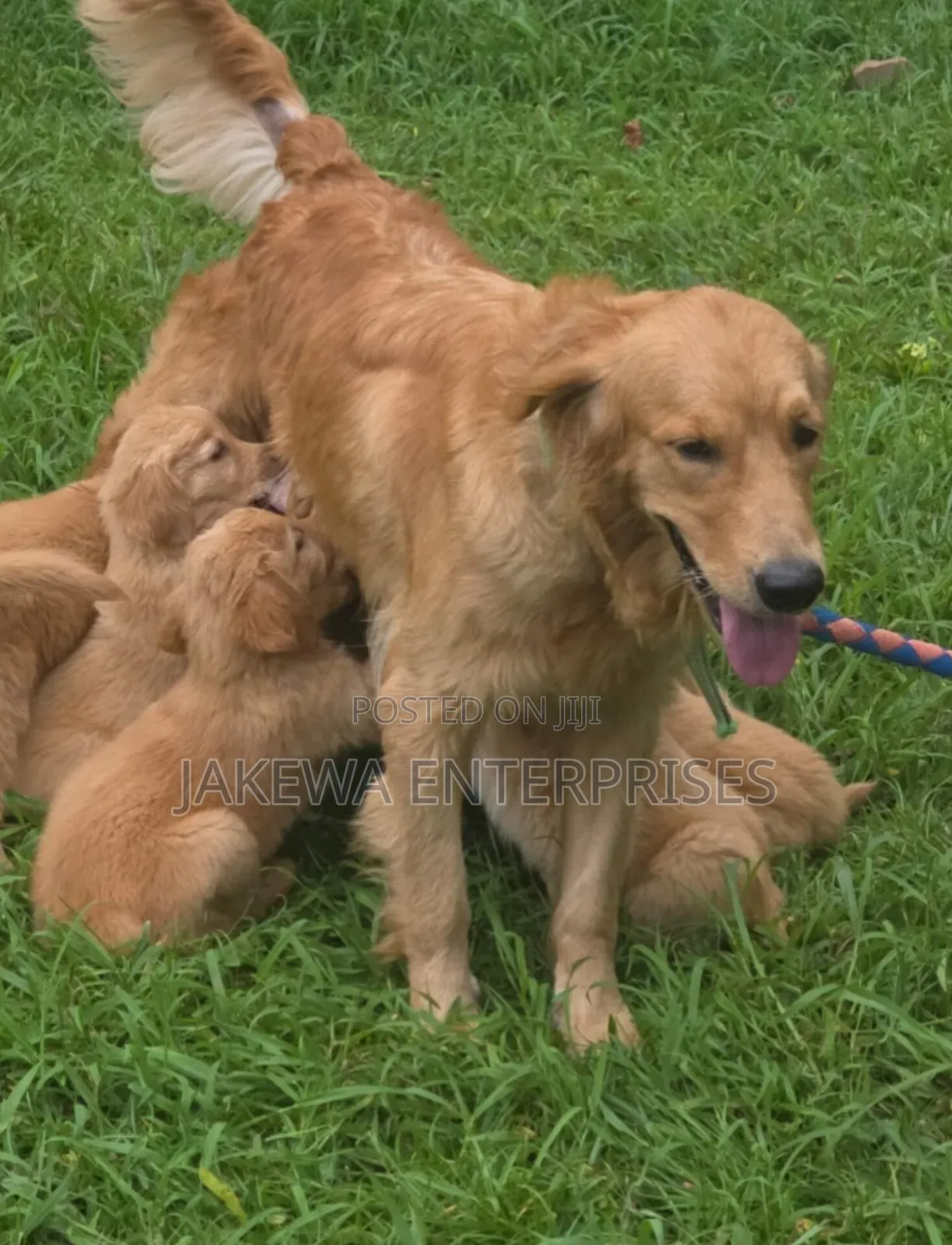 1-3 months Female Purebred Golden Retriever