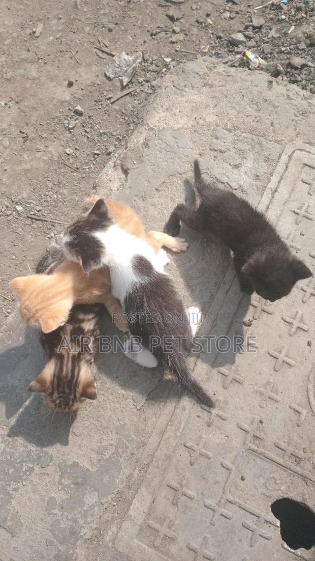 0-1 month Male Mixed Breed American Shorthair
