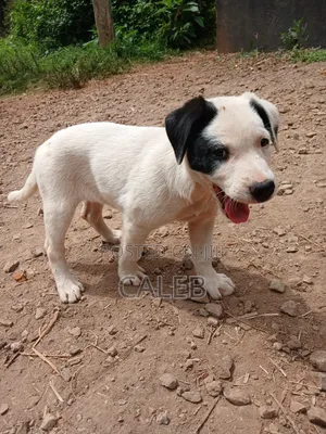 3-6 months Female Mixed Breed Dogo Argentino