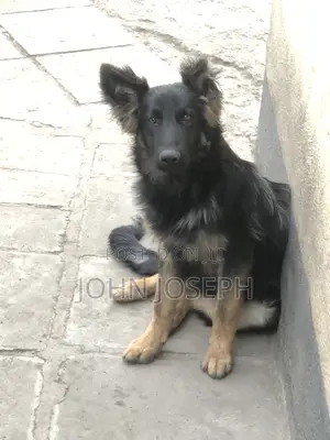 3-6 months Male Purebred German Shepherd