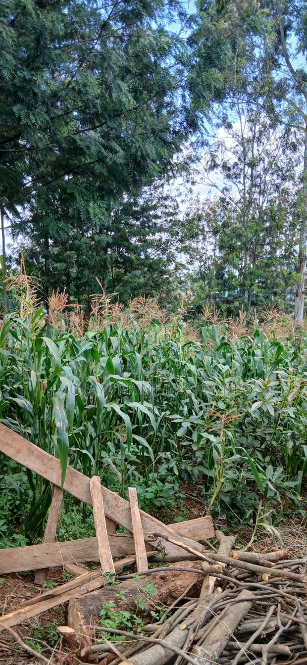 Prime 1⁄4 Acre Plot for Sale – Kerarapon Drive - thumbnail 5