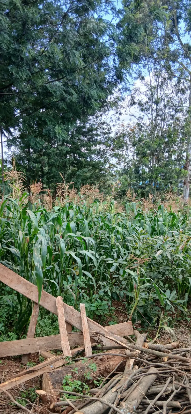 Prime 1⁄4 Acre Plot for Sale – Kerarapon Drive