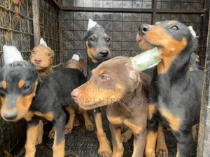 1-3 months Male Purebred Doberman Pinscher