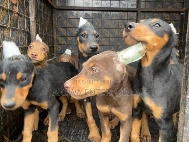 1-3 months Male Purebred Doberman Pinscher