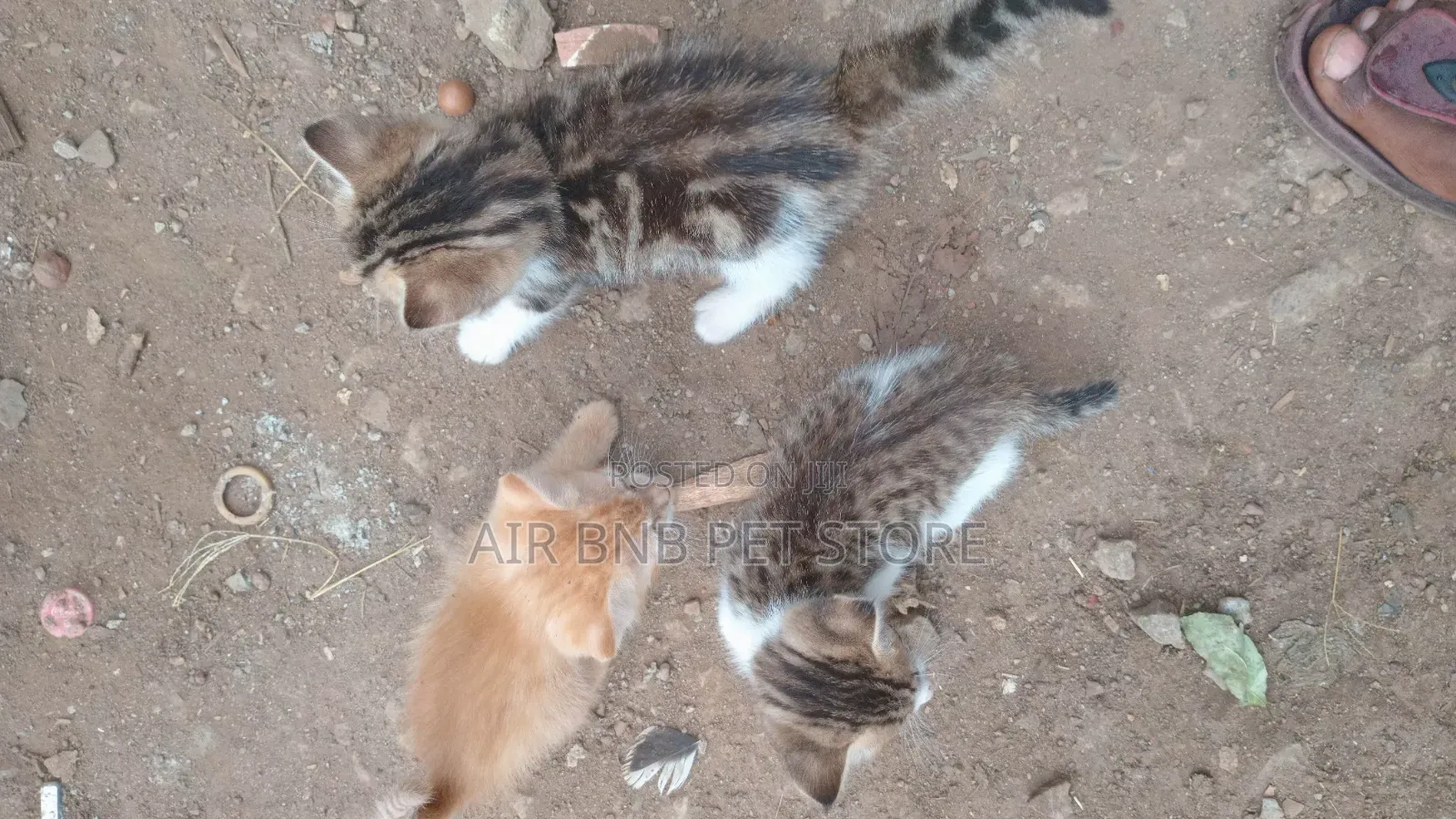 1-3 months Female Purebred American Shorthair