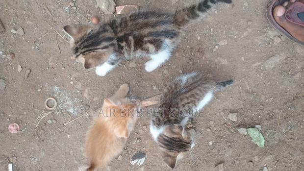 1-3 months Female Purebred American Shorthair
