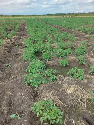 30acres for Sale at Loitoktok Imbrrikani Area